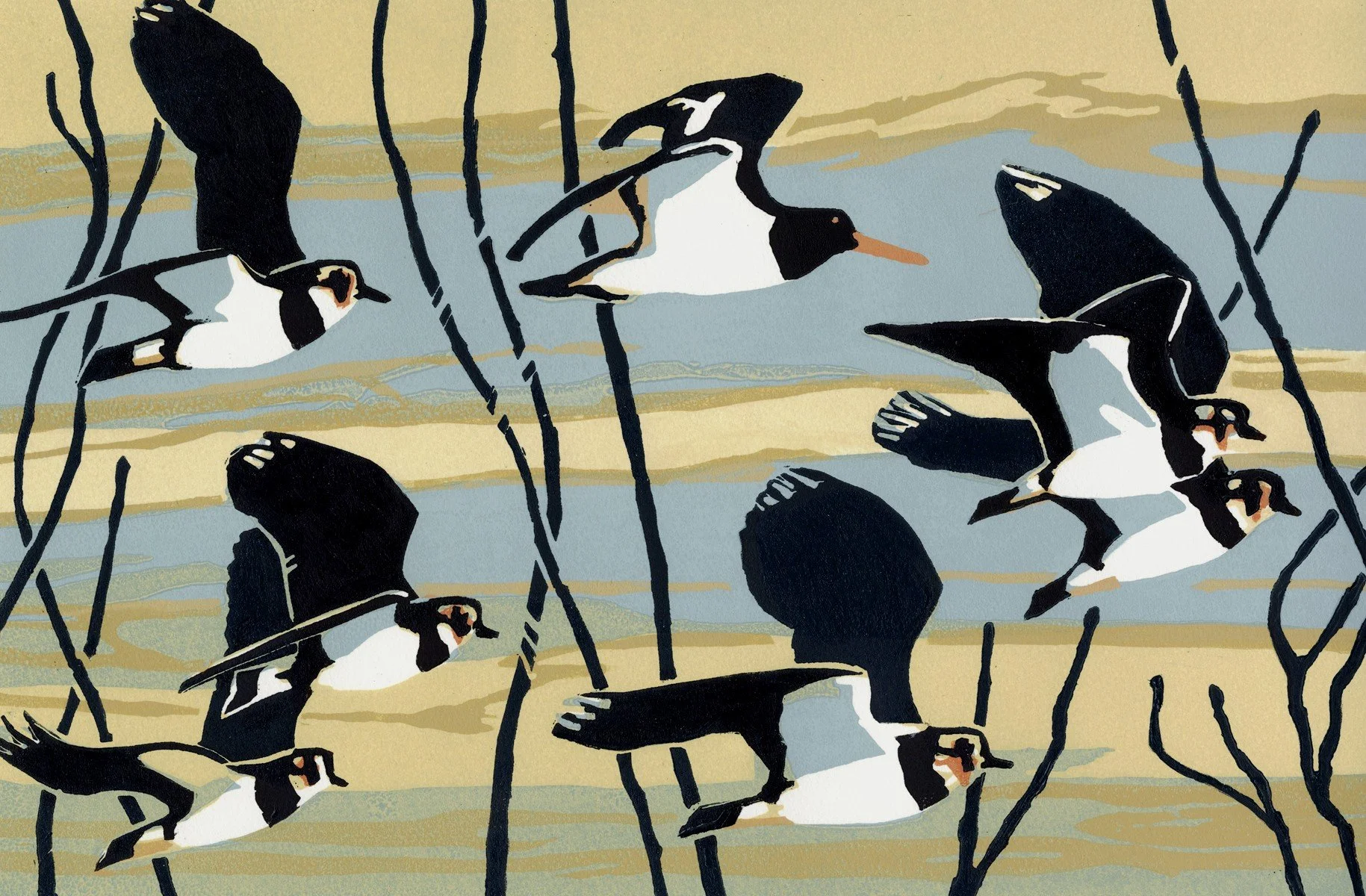 Staying with Lapwings ed17 by Max Angus