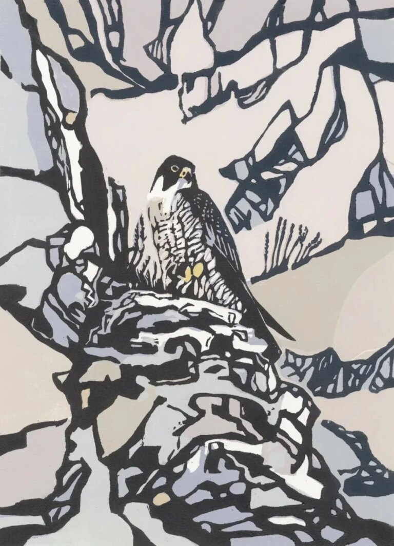 Sea Cliffs Peregrine AP by Max Angus