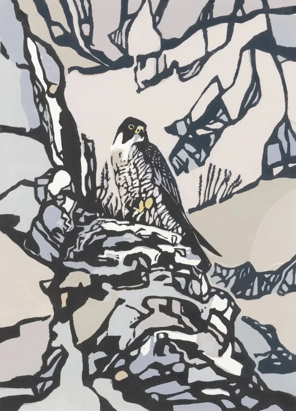 Sea Cliffs Peregrine AP by Max Angus